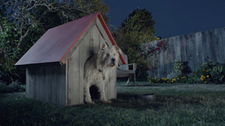 Travelers Insurance Dog Finds Peace Of Mind With CG Help From motion504